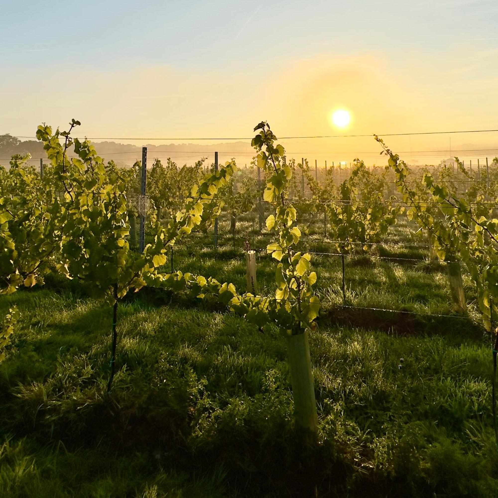 הוילה Osborne  Pinkmead Estate And Vineyard מראה חיצוני תמונה